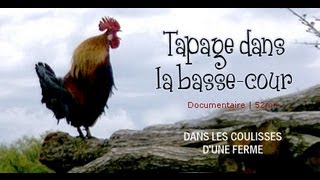 Tapage dans la bassecour  Aventure à la ferme  documentaire animalier [upl. by Murtha]