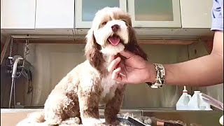 Full Coated Havanese Puppy Cut Hairstyle Bath amp Groom  Pet Grooming TV [upl. by Storz]