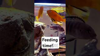 Cichlid Feeding Frenzy fish aquarium animals [upl. by Enenstein]