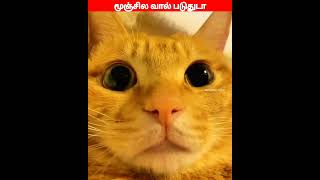 😂🐕🐈டேய் டேய் மச்சி😂🐕🐈comedyvideosviral trending funnyanimal videos [upl. by Cottrell]