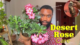 Detailed Desert Rose care How to prevent stem rot and tips for heavy flowering [upl. by Annaicul]