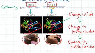 Genes Alleles amp Mutations [upl. by Adnilec175]