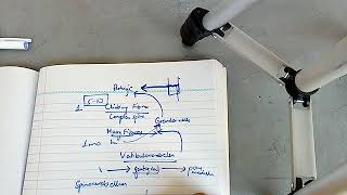 CEREBELLAR physiology complete easy and important questions ch 57 guyton part 3 [upl. by Aicilanna]