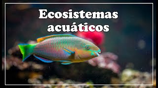 ¿Qué son los ecosistemas acuáticos ║ ¿Qué tipos de ecosistemas acuáticos existen [upl. by Innavoeg373]