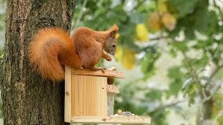 Eichhörnchen und Co am Futterhaus [upl. by Ynot]