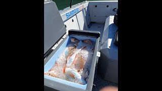 Snapper amp Gurnard fishing of the Manukau [upl. by Sirdna]