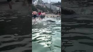 San Diego Sea Lions Chase Beachgoers [upl. by Daren461]