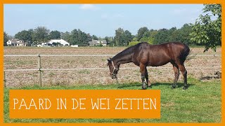 Paard in de wei zetten  PaardenpraatTV [upl. by Maffa]