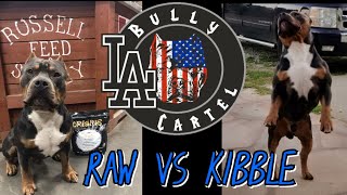 American Bully SHOW DOGS Feeding RAW or KIBBLE [upl. by Llenrad]