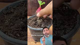 Como plantar morango em casa shorts fyp viral [upl. by Kasper]