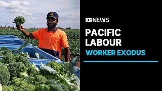 Worker exodus from Pacific island nations causing skills shortage back home  ABC News [upl. by Epilihp]