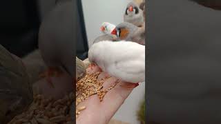 Tamme vogels lekker eten zebrafinches birdfeed parrot nature love [upl. by Odlopoel]