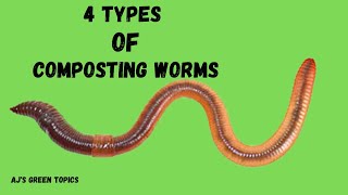 4 Types Of Composting Worms Different Types Of Composting Worms [upl. by Dnalrah]