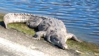 American Alligator vs American Crocodile Everglades National Park [upl. by Iahs998]