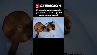 Armillaria ostoyae ES EL ORGANISMO VIVO MÁS GRANDE que existe noticias hongo biologia ciencia [upl. by Anrev888]