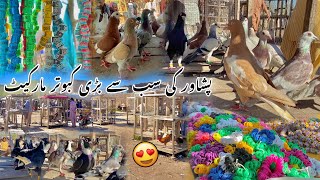 Largest Pigeons Market In Peshawar New Updates 2024  Kabootar Mandi Ring Road  Khyber Social Tv [upl. by Tobie]