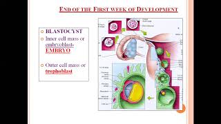 Embryology Bilaminar embryonic disc [upl. by Kumagai]