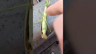 Praying Mantis Killed By Parasite Eggs 707 SaVaGe Fairfield [upl. by Emilio756]