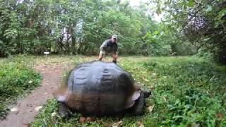 Exploring the Galapagos with Lindblad Expeditions on National Geographics Endeavour II 2018 [upl. by Oicnecserc]