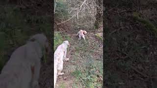 Succede raramente che la beccaccia si invola alle spalle del cane englishsetter hunting woodcock [upl. by Llezom82]