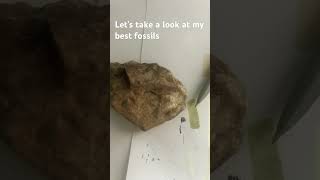 My best fossilized things fossil fossils rocks [upl. by Ellehcan]