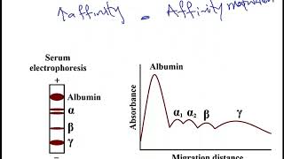 USMLE ACE Video 43 Immunoglobulin Structure [upl. by Yeorgi936]