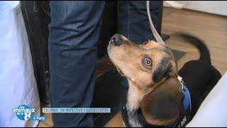 Punaises de lit  Reportage sur la détection canine  Les animaux de la 8 [upl. by Pinelli]