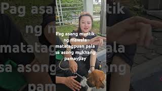 Pag asang muntik ng mawala sa asong pamaypay natagpuanbulacanpetmarket bulacanpetmarketpets [upl. by Dryden]