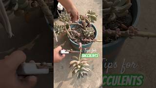 Become a Succulent Master in 30 Days with These Simple Tricks [upl. by Ragen]