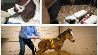 NEONATAL MALADJUSTMENT SYNDROMEDummy Foal Syndrome [upl. by Acinoryt658]