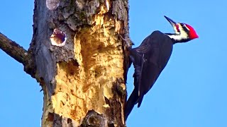 Pileated Woodpecker  Woodpeckers Pecking on Hardwood [upl. by Cliff]