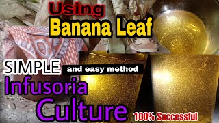 Simple infusoria Culture Using Banana Leaf [upl. by Ron]