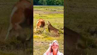 Alpaca vs Jaguar A CloseRange Showdown of Wild Power in the Ultimate Animal Combat Competition [upl. by O'Callaghan938]