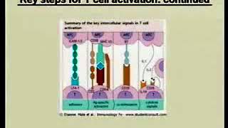 115 Antigen Processing and Presentation  Immunology Video Lectures [upl. by Nhar650]