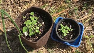 Ground cherries The Difference between Physalis Pruinosa Physalis Peruviana varieties [upl. by Bail]