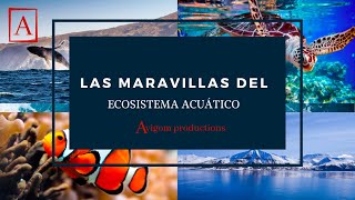 Las maravillas del ECOSISTEMA ACUÁTICO  Documental [upl. by Lechar]