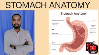 stomach anatomy in hindistomach anatomy johari stomach anatomy notes [upl. by Nastassia]