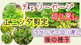 ガーデニング 切り戻し・剪定・花がら摘み｜チェリーセージ シモツケ ラベンダー エニシダ シマトネリコなど [upl. by Litton]