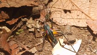 Opiliones comiendo grilletas [upl. by Urania]