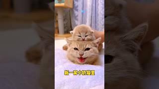 😂Billi fasgyi 🥴 cat cute cutecat cats [upl. by Ahsinawt690]