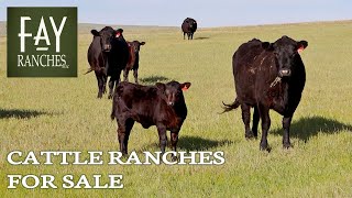 2024 Cattle Ranches For Sale  Fay Ranches [upl. by Iru]