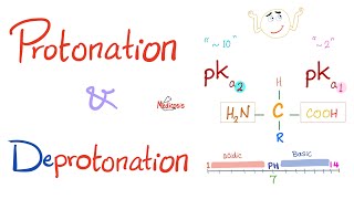 Amino Acids Part 3 pH and Pka  Biochemistry for MCAT DAT NEET [upl. by Anallise750]