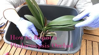 Repotting a Phalaenopsis Orchid  Beginner Care Tips [upl. by Alasdair223]