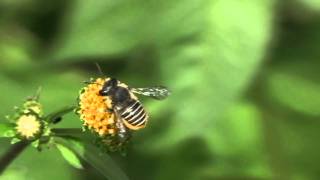 Leafcutter Bee Megachile  Blattschneiderbiene [upl. by Neeven35]