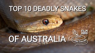 Top 10 dangerous and deadly venomous snakes from Australia [upl. by Nylqcaj]