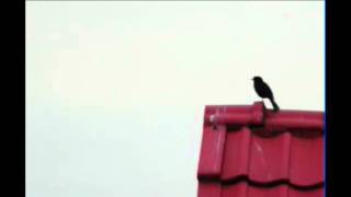 Vogelstimmen  Amsel Abendlied [upl. by Suryt]