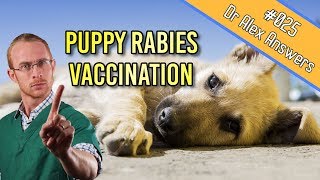 Early Puppy Rabies Vaccination  A Good Idea  Dog Health Vet Advice [upl. by Gora]