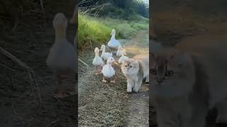 Funny Cat and Duck Mind Voice funny cat duck shortsfeed shorts animals funnyanimal comedy [upl. by Ecnarepmet481]