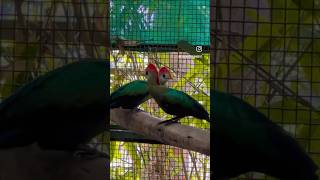 Red Crested Turaco at Creekwood Aviary in Pune India [upl. by Larsen]