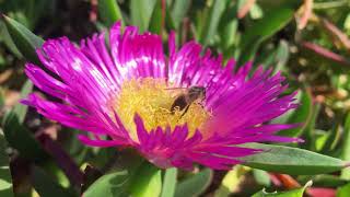 Doigts de fée  Carpobrotus edulis  4K [upl. by Arehc]